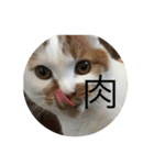 cat is kotachan（個別スタンプ：20）