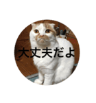 cat is kotachan（個別スタンプ：24）