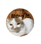 cat is kotachan（個別スタンプ：28）