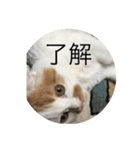 cat is kotachan（個別スタンプ：31）