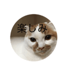 cat is kotachan（個別スタンプ：32）