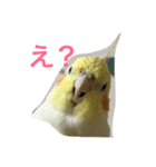 オカメインコのどんちゃん（個別スタンプ：1）