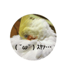 オカメインコのどんちゃん（個別スタンプ：3）