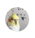 オカメインコのどんちゃん（個別スタンプ：4）