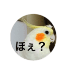 オカメインコのどんちゃん（個別スタンプ：5）