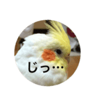 オカメインコのどんちゃん（個別スタンプ：7）