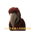 SOE  Parrot Paradise（個別スタンプ：7）