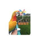 SOE  Parrot Paradise（個別スタンプ：13）