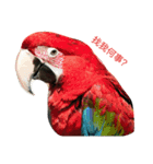 SOE  Parrot Paradise（個別スタンプ：16）