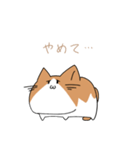 不動ねこ（個別スタンプ：11）