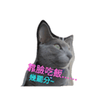 BLUE  LU CAT（個別スタンプ：5）