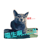 BLUE  LU CAT（個別スタンプ：13）