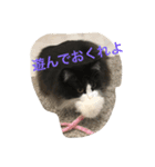 猫ちゃんスタンプだよ（個別スタンプ：12）