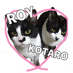 [LINEスタンプ] KOTAROY