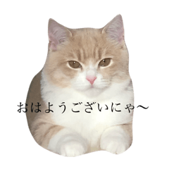 [LINEスタンプ] スコティッシュのむぎちゃん