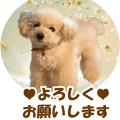 [LINEスタンプ] Signboard dog Miffy＆Kupu