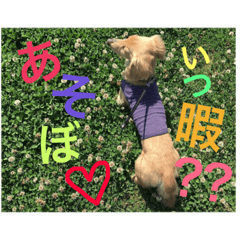 [LINEスタンプ] Qooお喋り