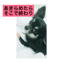 [LINEスタンプ] 気まぐれチワワ