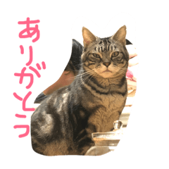 [LINEスタンプ] cats of my family