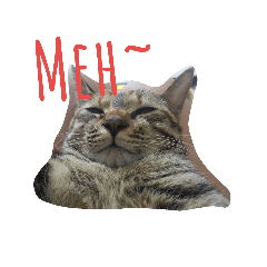 [LINEスタンプ] monkey meow meow