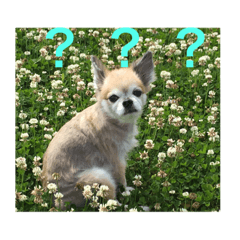 [LINEスタンプ] チワワのぶんた