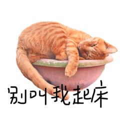 [LINEスタンプ] Fat cat Momo