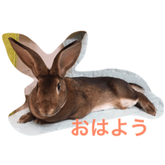 [LINEスタンプ] toritori rabbit