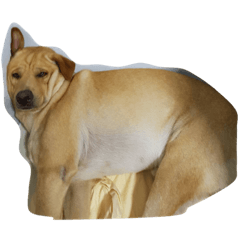 [LINEスタンプ] Giant dog dog ver.2