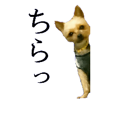 [LINEスタンプ] Pretty Happy Yorkie 1