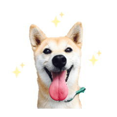 [LINEスタンプ] ！柴犬フラワーガール！