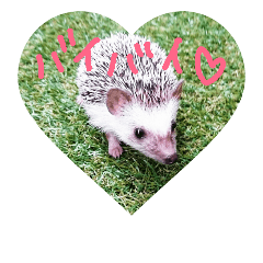 [LINEスタンプ] hedgehog_lovepuchhi