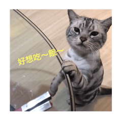 [LINEスタンプ] QQ  cats