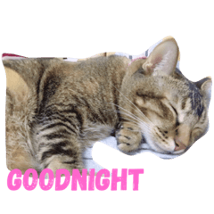 [LINEスタンプ] CatCatCattttt