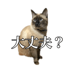 [LINEスタンプ] シャム猫あめ君3