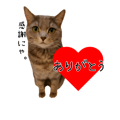 かわいいグレ猫マム☆シンプル写真スタンプ