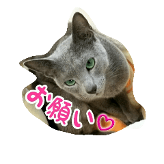 [LINEスタンプ] ねこもわいわいスタンプvol.2