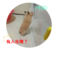 [LINEスタンプ] Pet rat Obediently