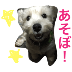 [LINEスタンプ] ウェスティー わんこ