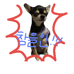 [LINEスタンプ] chihuahua banji