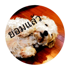 [LINEスタンプ] little dog and friend