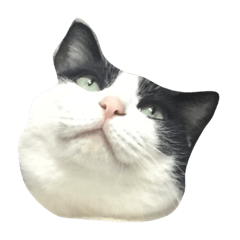 [LINEスタンプ] only fat cat