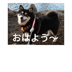 [LINEスタンプ] 黒柴犬 日本犬