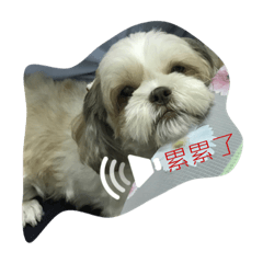 [LINEスタンプ] my QQ dog