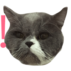 [LINEスタンプ] My fat cat's life