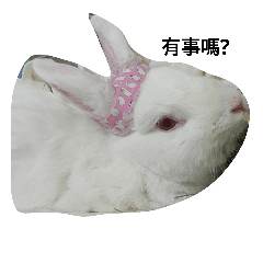 [LINEスタンプ] a rabbit nini