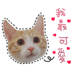 [LINEスタンプ] Max kitty