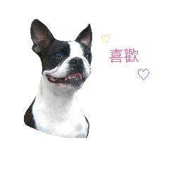 [LINEスタンプ] Boston Terrier, manto