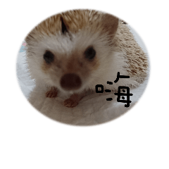 [LINEスタンプ] Hedgehog Tangの画像（メイン）