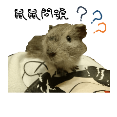 [LINEスタンプ] hamster in the house