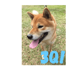 [LINEスタンプ] Shiba dog : Dodo